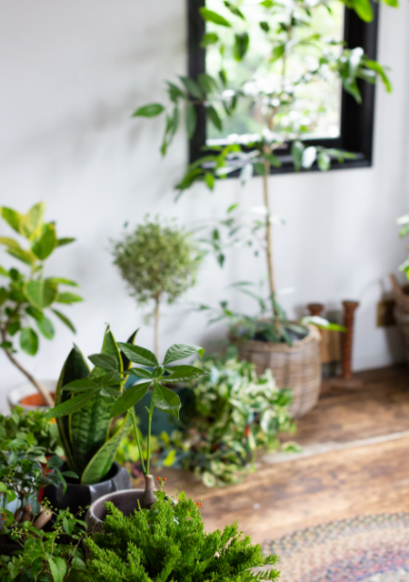 観葉植物の置き場所